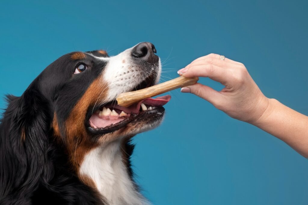 When Should I Get My Dog’s Teeth Cleaned?