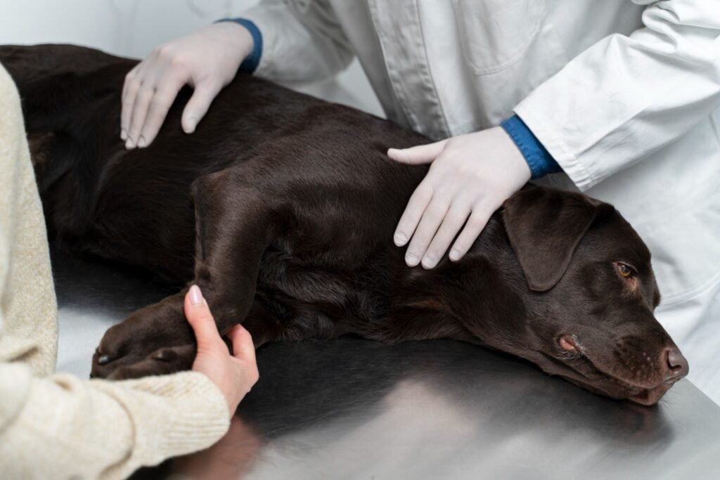 How Do I Tell If My Dog Has a Blockage in His Intestine?