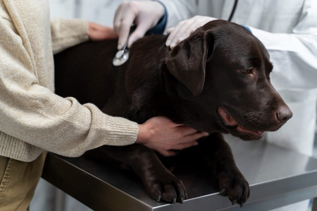 Is This a Tumor on My Dog?