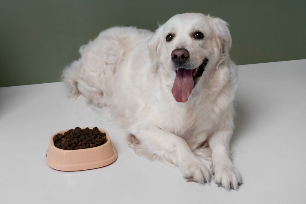 My Dog Won’t Eat! What Do I Do?