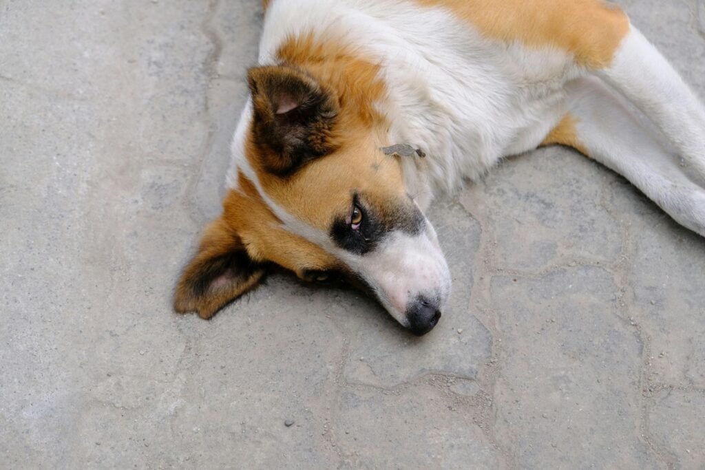 How Do I Know If My Dog Has Hurt His Back?