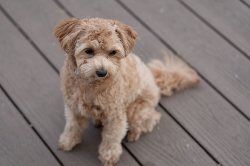Why Is My Dog Losing Its Hair?