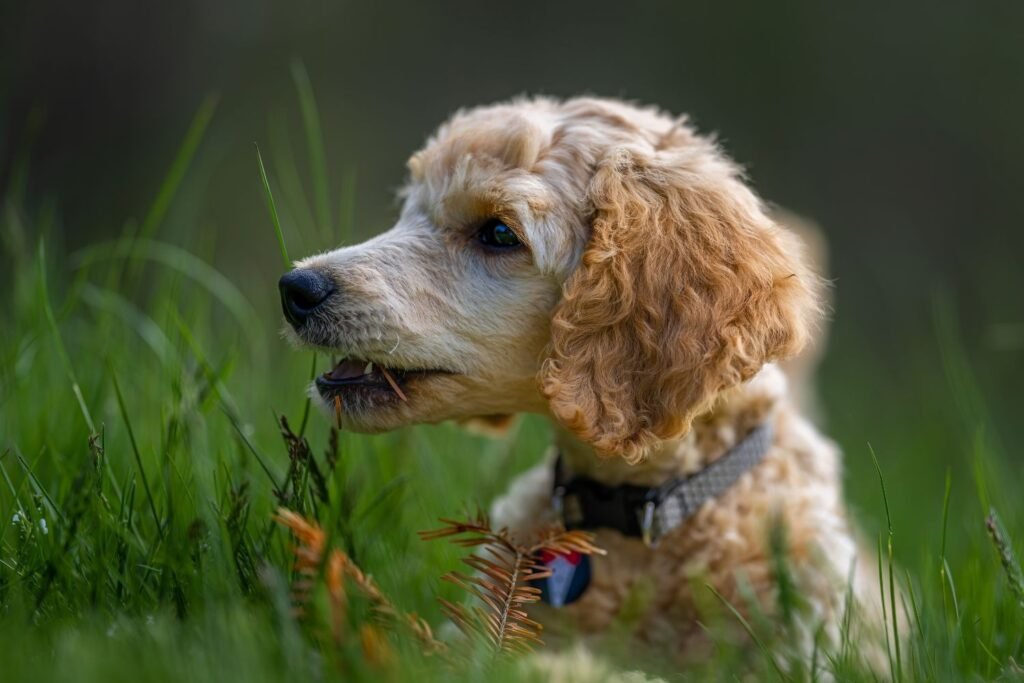 Why Does My Dog Eat Grass?