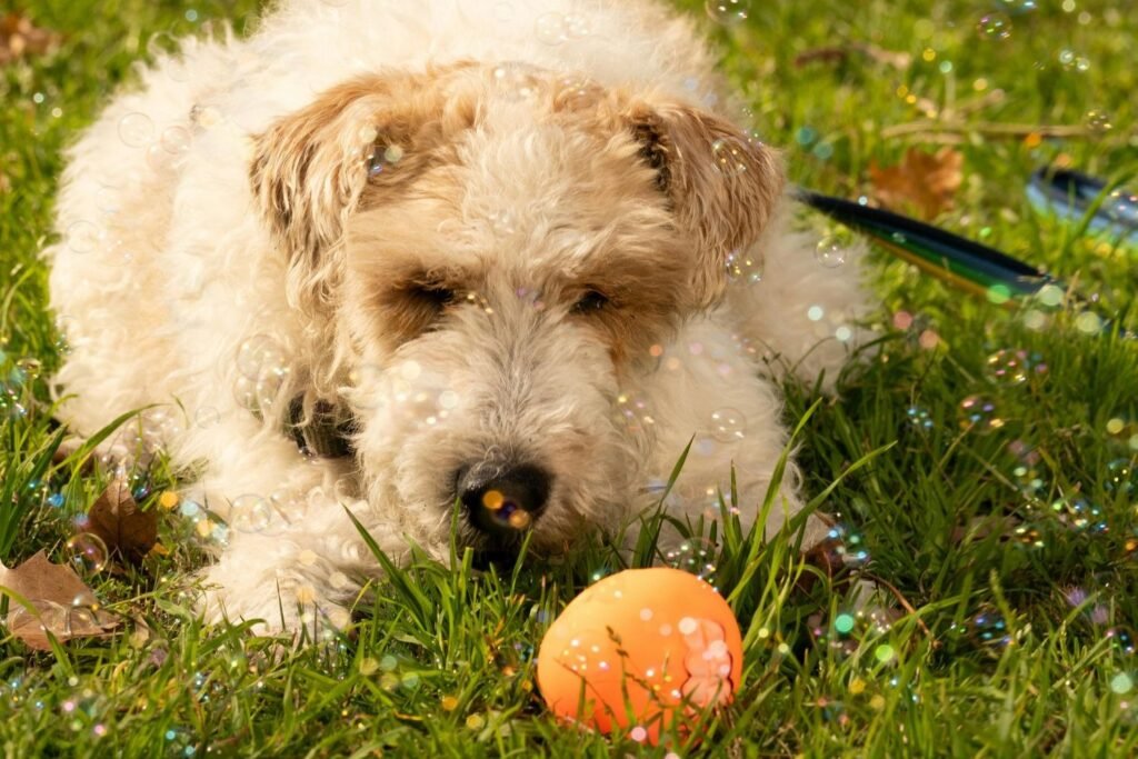 Is It Safe For My Dog To Eat Oranges?