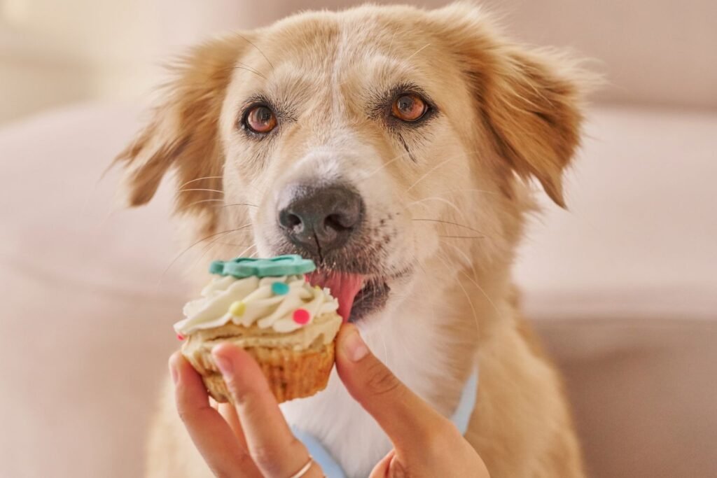 Can My Dog Eat Chocolate?
