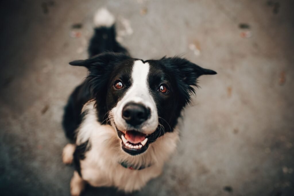 Help! What Do I Do If My Dog is Constipated?