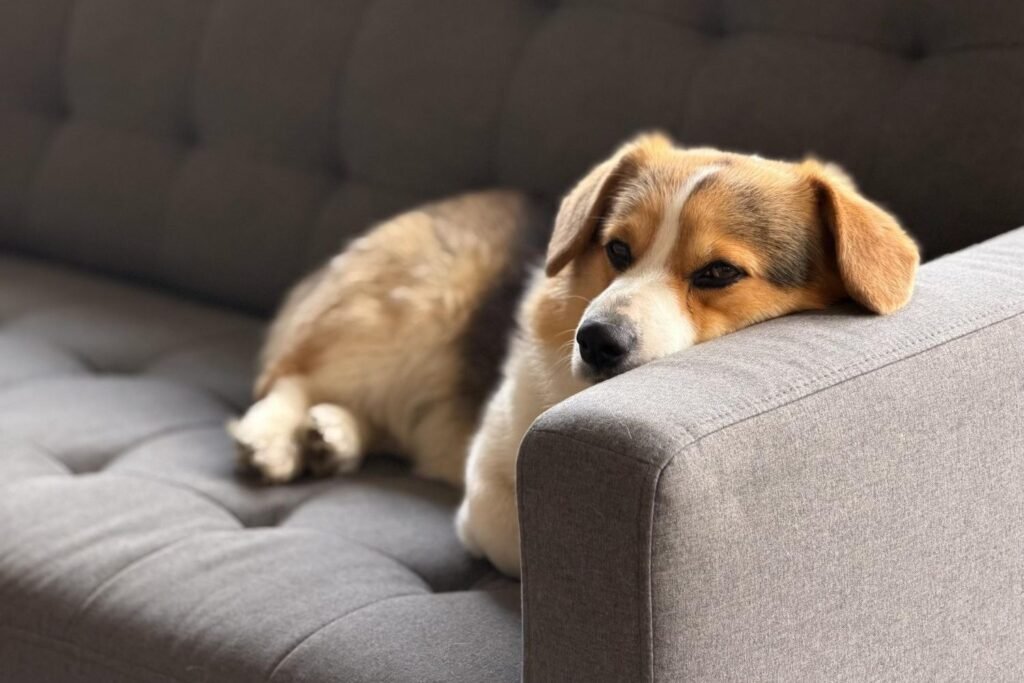 How Do I Tell If My Dog Is Sick?