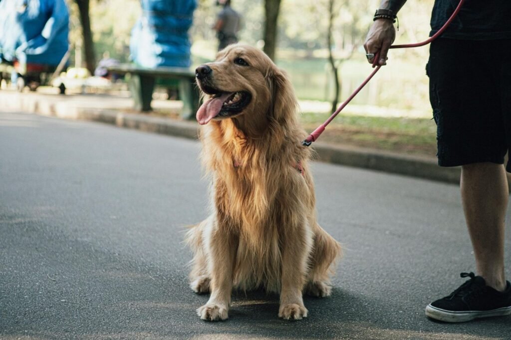 When should I Worry About My Dog Panting Excessively?
