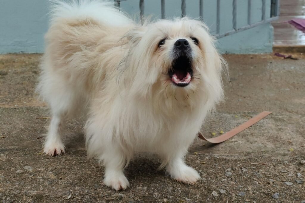 Help! Why is my Dog Constantly Barking?